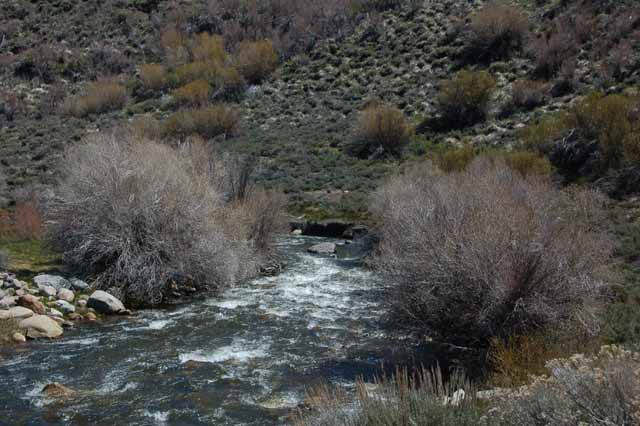 the West Walker River